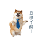 実写旦那用しば犬【日常会話・夫婦・連絡】（個別スタンプ：30）