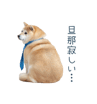 実写旦那用しば犬【日常会話・夫婦・連絡】（個別スタンプ：31）