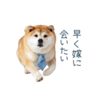 実写旦那用しば犬【日常会話・夫婦・連絡】（個別スタンプ：32）