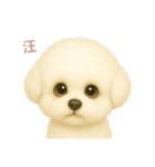 ワンだふる｜ビションフリーゼ【台湾語】（個別スタンプ：13）