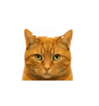 小花達の表情スタンプ（台湾華語）（個別スタンプ：1）