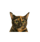 小花達の表情スタンプ（台湾華語）（個別スタンプ：5）