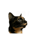 小花達の表情スタンプ（台湾華語）（個別スタンプ：12）