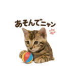 子ネコverベンガル（個別スタンプ：3）