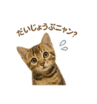 子ネコverベンガル（個別スタンプ：9）