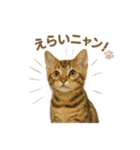 子ネコverベンガル（個別スタンプ：12）