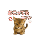 子ネコverベンガル（個別スタンプ：21）