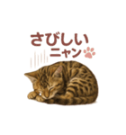 子ネコverベンガル（個別スタンプ：26）