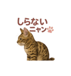 子ネコverベンガル（個別スタンプ：27）