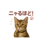 子ネコverベンガル（個別スタンプ：29）
