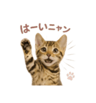 子ネコverベンガル（個別スタンプ：31）