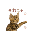子ネコverベンガル（個別スタンプ：32）