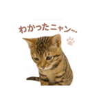 子ネコverベンガル（個別スタンプ：33）