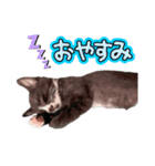 レアとウルの日常（個別スタンプ：1）