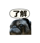 スタンプ茂造（個別スタンプ：1）