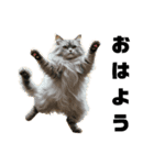 猫 族 ①（個別スタンプ：1）
