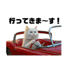 猫 族 ①（個別スタンプ：2）