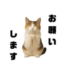 猫 族 ①（個別スタンプ：7）