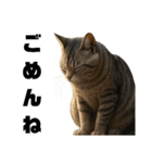 猫 族 ①（個別スタンプ：10）