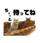 猫 族 ①（個別スタンプ：12）