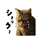 猫 族 ①（個別スタンプ：13）