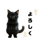 猫 族 ①（個別スタンプ：19）