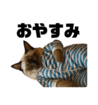 猫 族 ①（個別スタンプ：32）