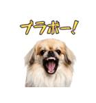 のんびりペキニーズの気まま生活（個別スタンプ：33）