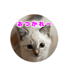 うちのルルです♡（個別スタンプ：1）