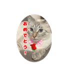 うちのルルです♡（個別スタンプ：3）