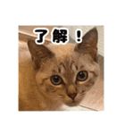 うちのルルです♡（個別スタンプ：6）