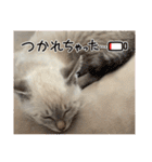 うちのルルです♡（個別スタンプ：10）