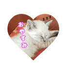 うちのルルです♡（個別スタンプ：13）