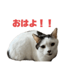 こむみみるぅぷぷ（個別スタンプ：3）