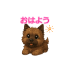 ケアンテリアのイラストスタンプ（個別スタンプ：5）