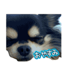 ぽてとまめVol.5（個別スタンプ：1）