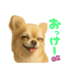ぽてとまめVol.5（個別スタンプ：6）