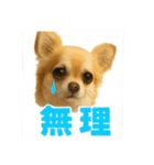 ぽてとまめVol.5（個別スタンプ：11）