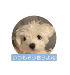マルチーズ わたげの感情 Vol.2（個別スタンプ：1）