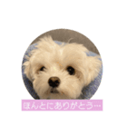 マルチーズ わたげの感情 Vol.2（個別スタンプ：2）