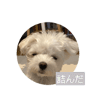 マルチーズ わたげの感情 Vol.2（個別スタンプ：3）