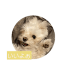マルチーズ わたげの感情 Vol.2（個別スタンプ：4）