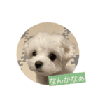 マルチーズ わたげの感情 Vol.2（個別スタンプ：5）