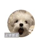 マルチーズ わたげの感情 Vol.2（個別スタンプ：6）