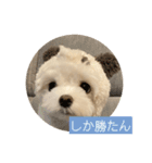 マルチーズ わたげの感情 Vol.2（個別スタンプ：7）