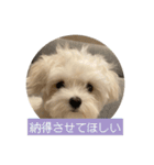 マルチーズ わたげの感情 Vol.2（個別スタンプ：8）