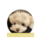 マルチーズ わたげの感情 Vol.2（個別スタンプ：9）