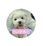 マルチーズ わたげの感情 Vol.2（個別スタンプ：12）