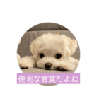 マルチーズ わたげの感情 Vol.2（個別スタンプ：13）