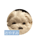 マルチーズ わたげの感情 Vol.2（個別スタンプ：15）